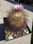 Preview: Gymnocactus beguinii